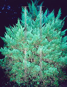 Picture of Juniperus chinensis 'Blue Vase'