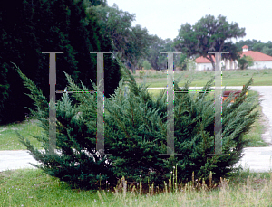 Picture of Juniperus chinensis 'Pfitzeriana'