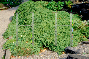 Picture of Juniperus procumbens 'Nana'