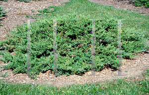 Picture of Juniperus davurica 'Expansa'