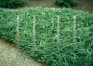 Picture of Juniperus horizontalis 'Bar Harbor'