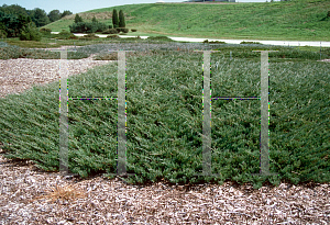 Picture of Juniperus horizontalis 'Plumosa'