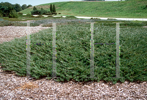 Picture of Juniperus horizontalis 'Plumosa'