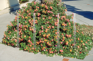 Picture of Lantana camara 