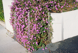 Picture of Lantana montevidensis 