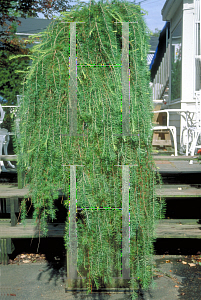 Picture of Larix decidua 'Pendula'