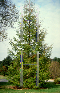 Picture of Larix kaempferi 