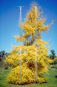 Picture of Larix kaempferi 