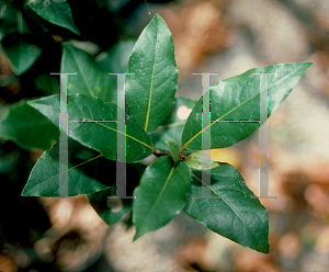 Picture of Laurus nobilis 