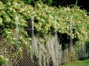 Picture of Lonicera japonica 