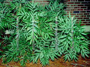 Picture of Mahonia fortunei 