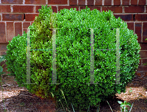 Picture of Buxus sempervirens 'Suffruticosa'