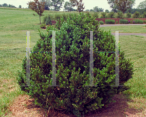 Picture of Buxus sempervirens 