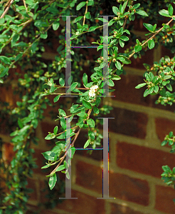 Picture of Cotoneaster dammeri 'Coral Beauty'