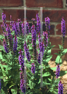 Picture of Salvia x superba 