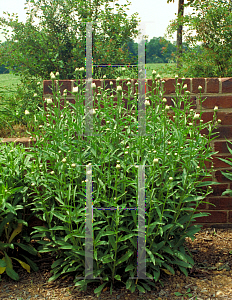 Picture of Leucanthemum x superbum 