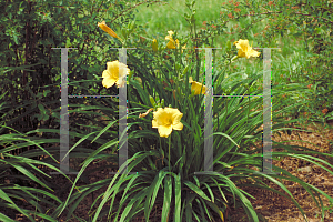 Picture of Hemerocallis  'Stella d'Oro'