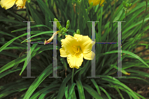 Picture of Hemerocallis  'Stella d'Oro'