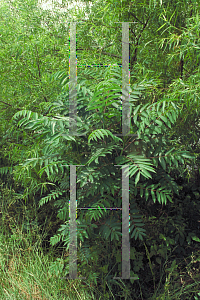 Picture of Ailanthus altissima 