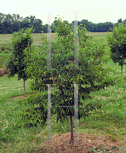 Picture of Styrax japonicum 