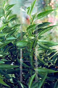 Picture of Styrax japonicum 