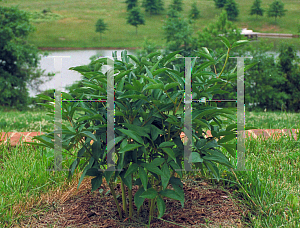 Picture of Paeonia officinalis 