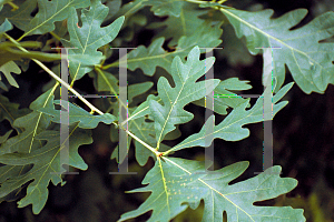 Picture of Quercus alba 