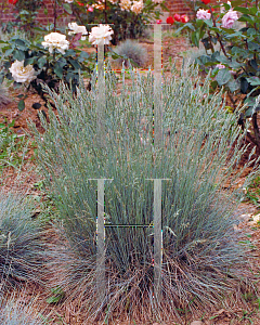 Picture of Festuca glauca 'Elijah Blue'