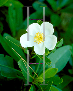 Picture of Franklinia lasianthus 