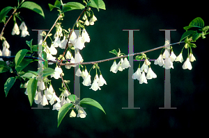 Picture of Halesia tetraptera 