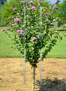 Picture of Hibiscus syriacus 'Paeonyflora'