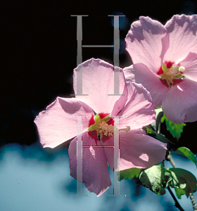 Picture of Hibiscus syriacus 