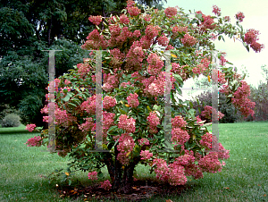 Picture of Hydrangea paniculata 'Grandiflora'