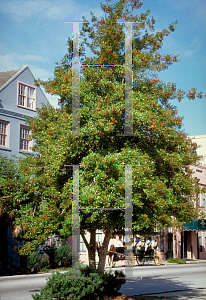 Picture of Ilex x attenuata 'East Palatka'