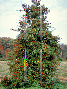 Picture of Ilex x attenuata 'Fosteri #2'