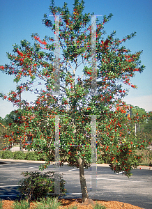 Picture of Ilex cassine 