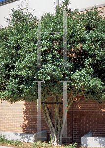 Picture of Ilex cornuta 'Burfordii'