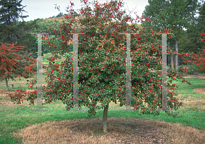 Picture of Ilex decidua 'Sundance'