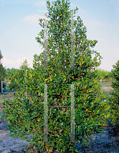 Picture of Ilex  'Nellie R. Stevens'