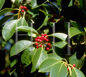 Picture of Ilex rotunda 