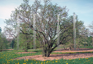 Picture of Ilex serrata 