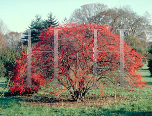 Picture of Ilex verticillata 