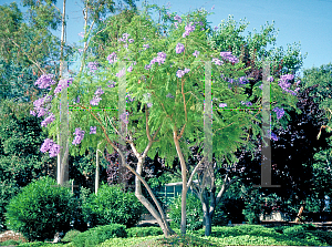 Picture of Jacaranda mimosifolia 