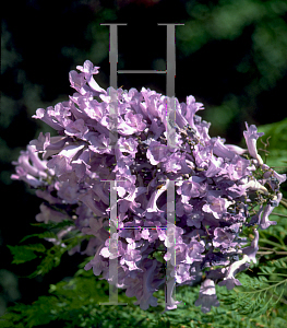 Picture of Jacaranda mimosifolia 