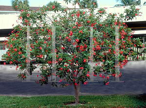 Picture of Jatropha integerrima 