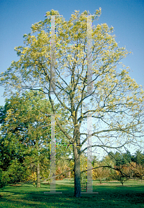 Picture of Juglans nigra 