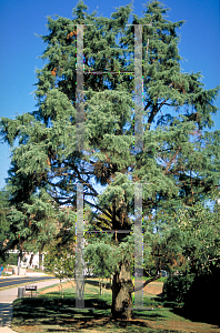 Picture of Juniperus virginiana 