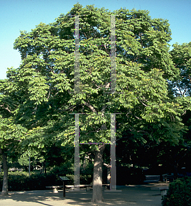 Picture of Koelreuteria bipinnata 