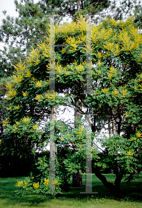 Picture of Koelreuteria paniculata 