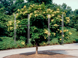 Picture of Koelreuteria paniculata 